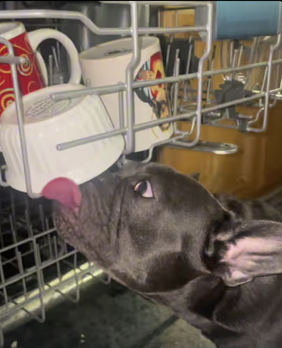 Frenchie Demos Pre-Wash cycle in the dishwasher !!!